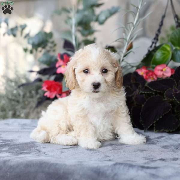 Cami, Bich-Poo Puppy